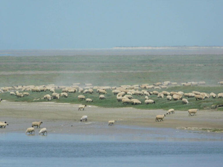 moutons prés salés paîtrent sur l'estran de la baie de somme